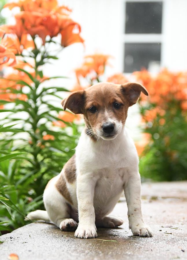 jack russell pups