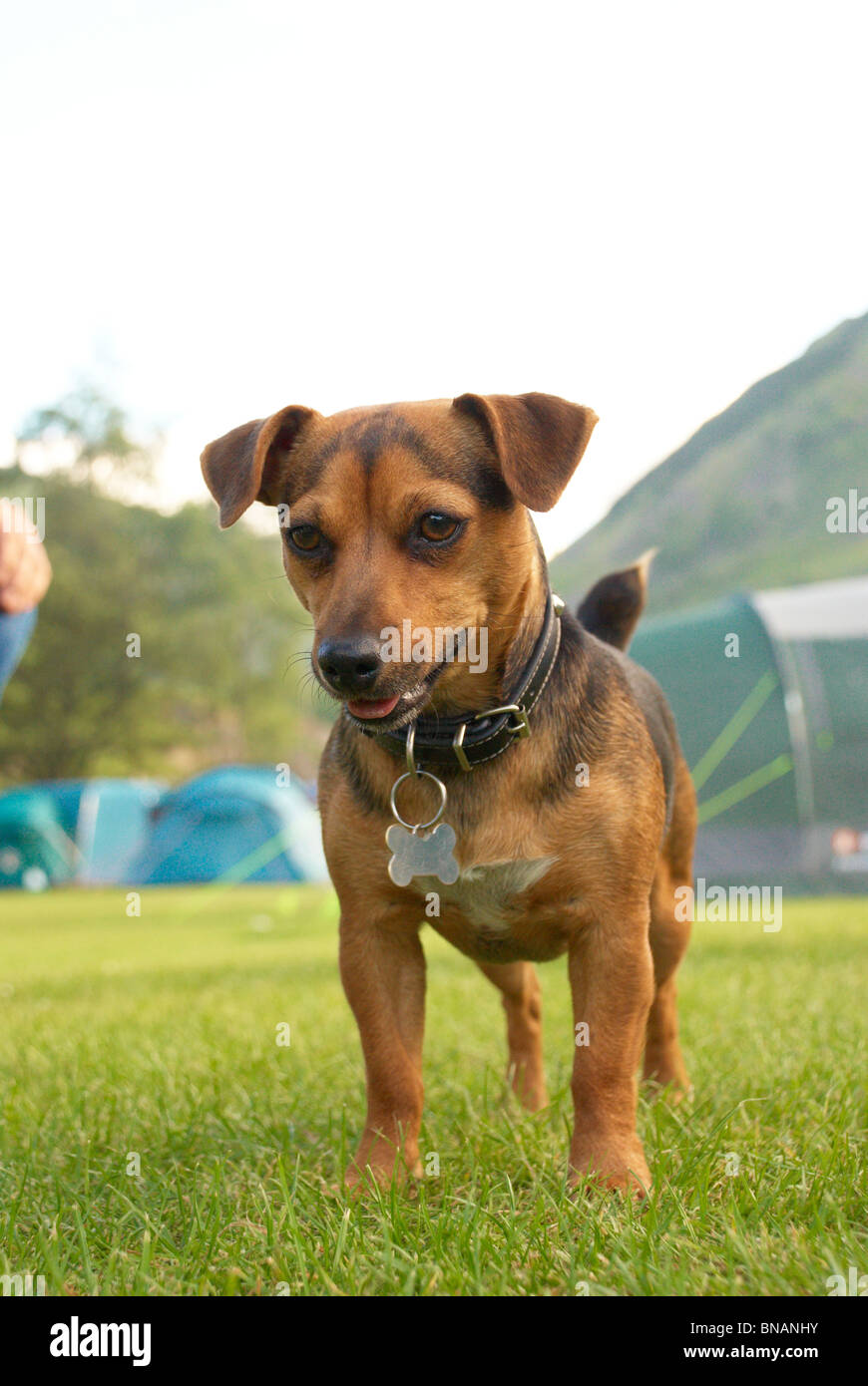 jack russell terrier cafe