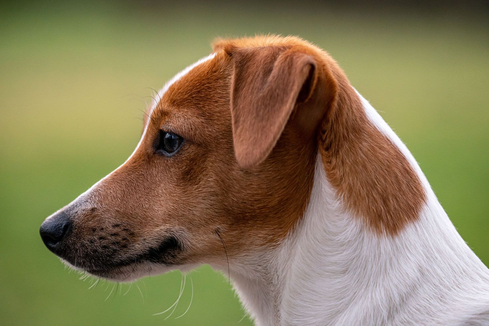 jack russell terrier pics