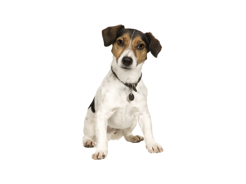 jack russell terrier rescue