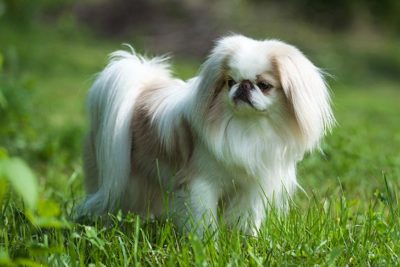 japanese chin dogs for sale