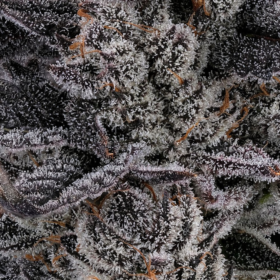 jelly truffle strain