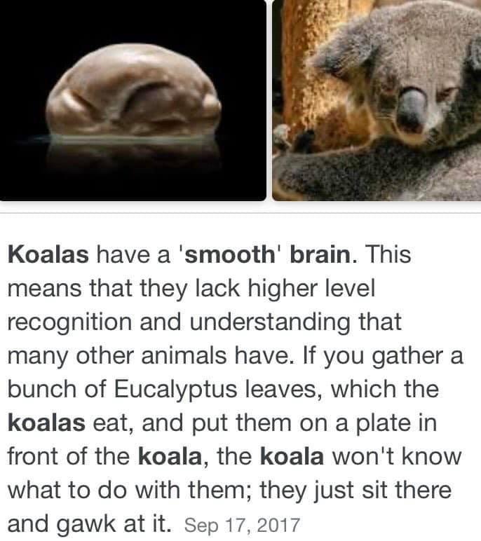 koalas smooth brains