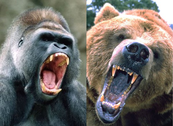 kodiak bear vs silverback gorilla