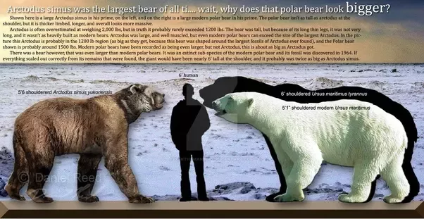 kodiak vs polar bear size