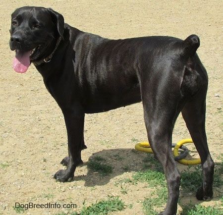 lab cross cane corso