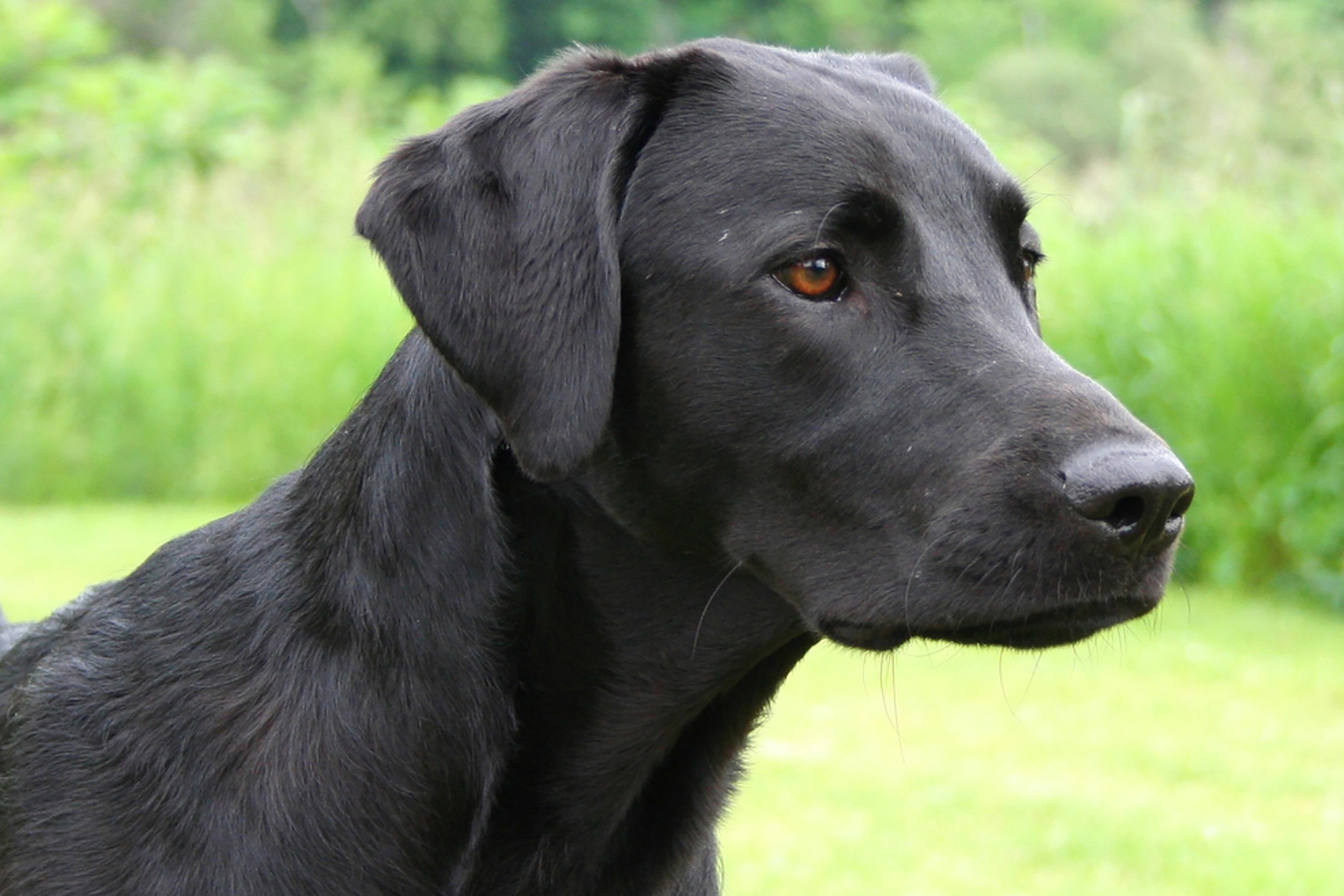 labrador shepherd mix