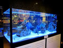 large fish tank for sale