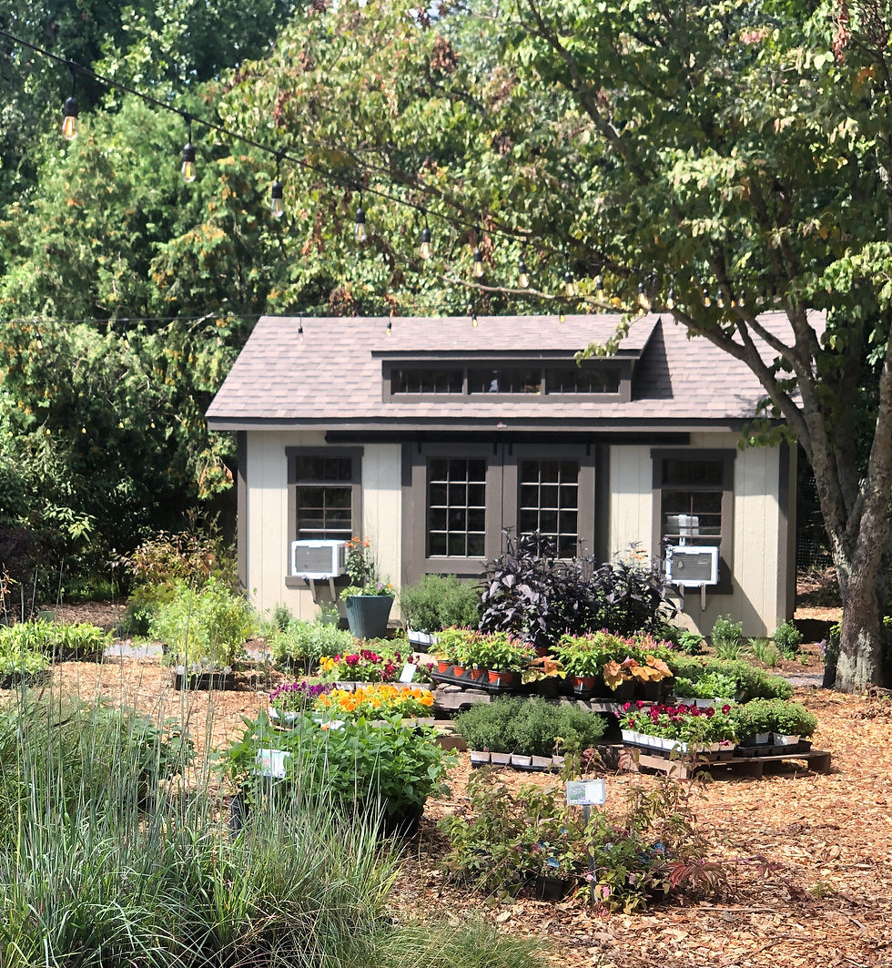 laurens native plant nursery