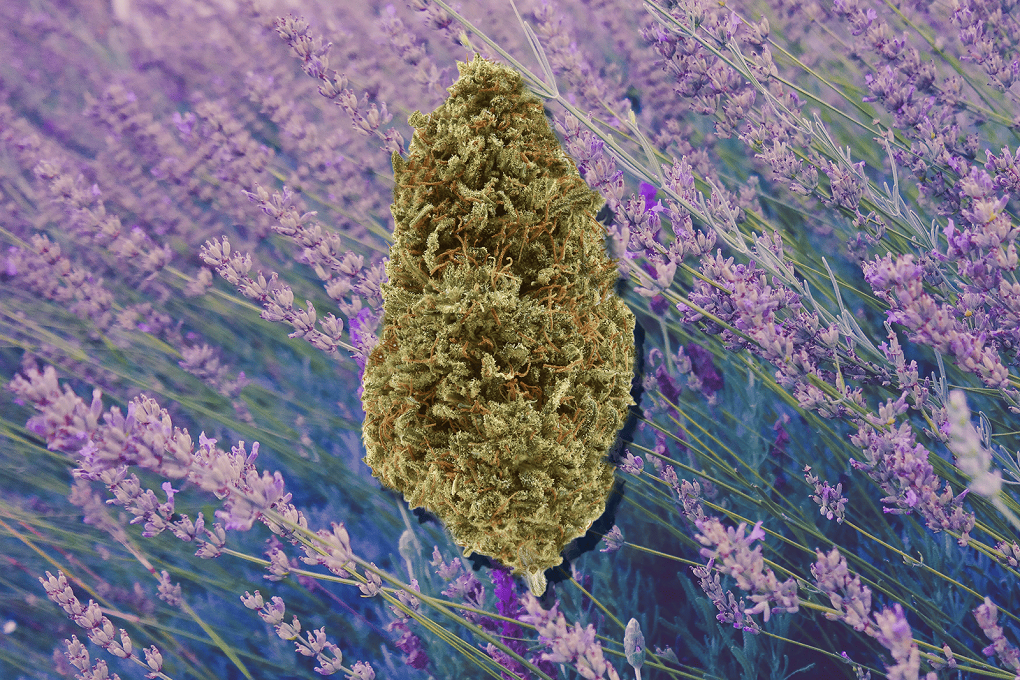 lavender gelato strain review