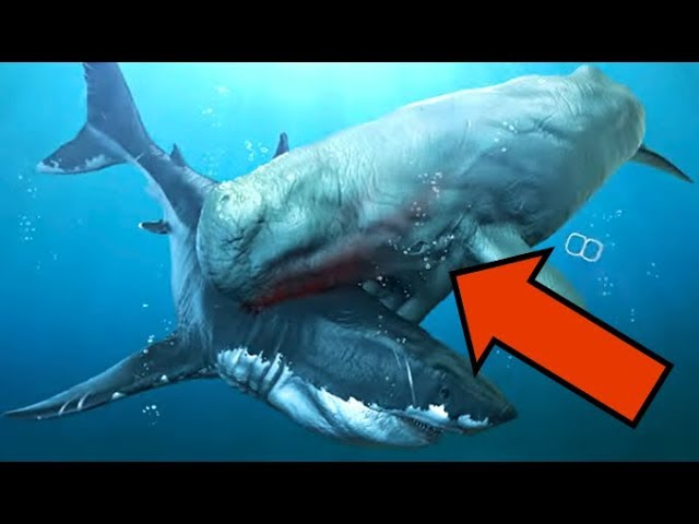 livyatan melvillei vs megalodon