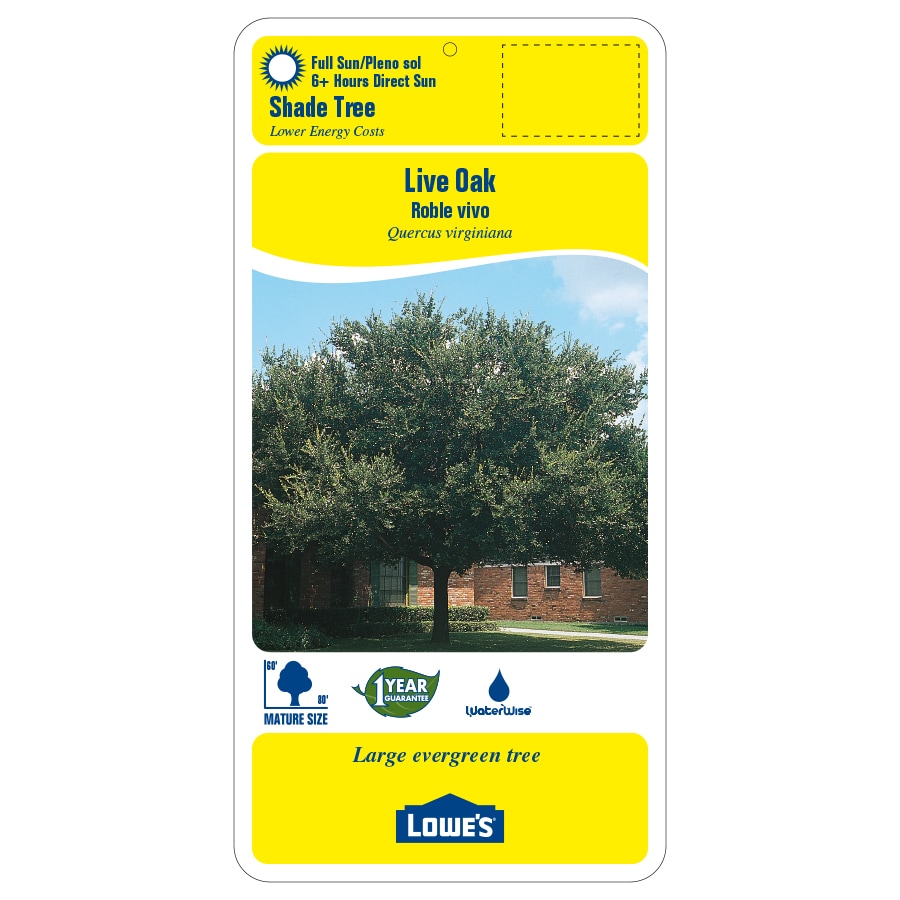 lowes home improvement live oak products