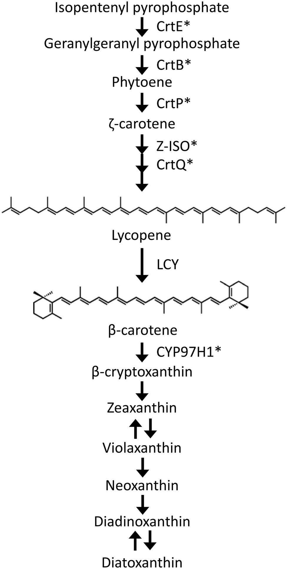lycopene beta cyclase