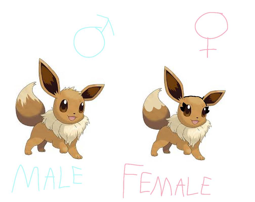 male eevee vs female eevee