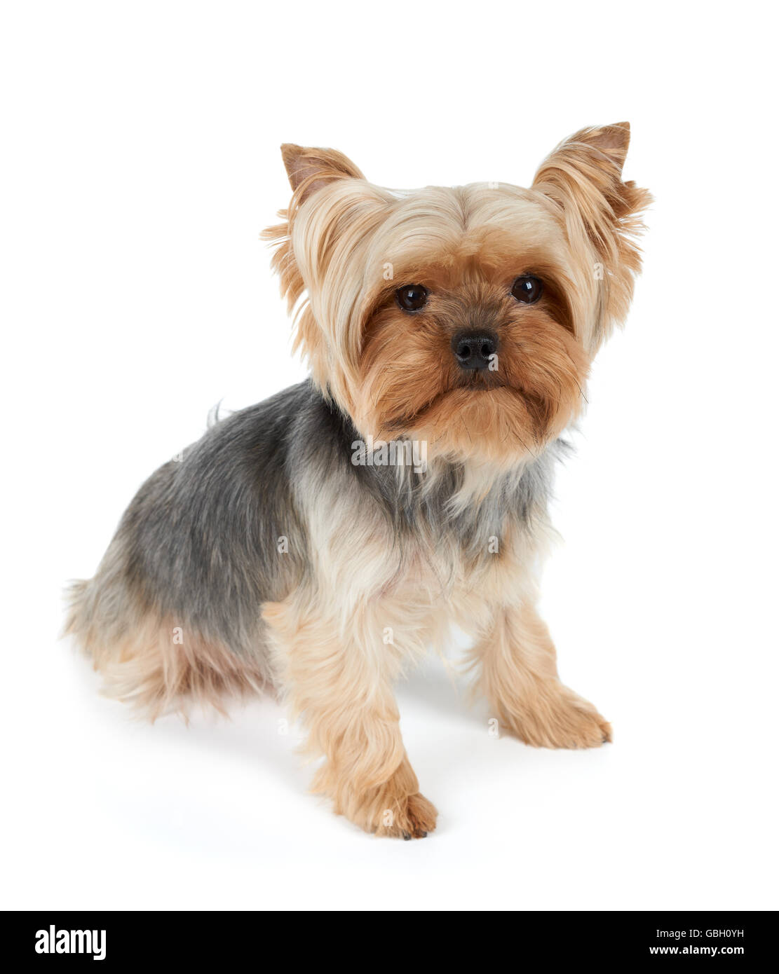 male yorkie grooming styles