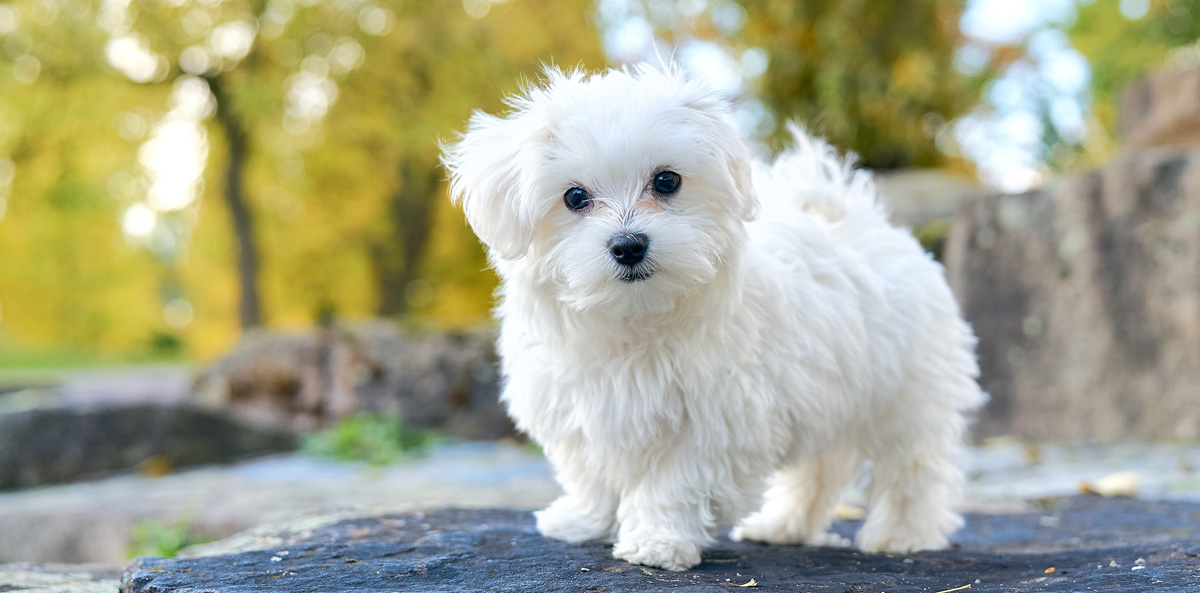 maltese terrier puppies for sale melbourne