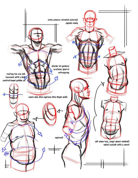 man anatomy reference