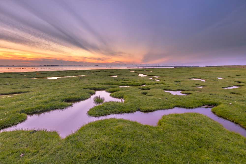 marsh meaning in marathi