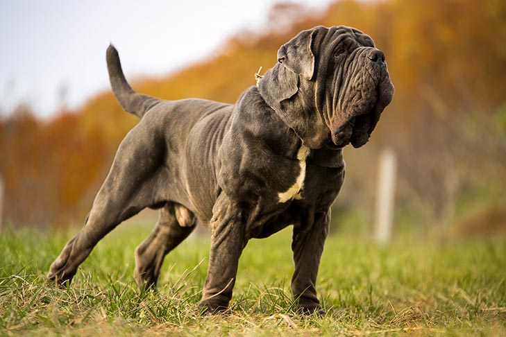 mastiff pics