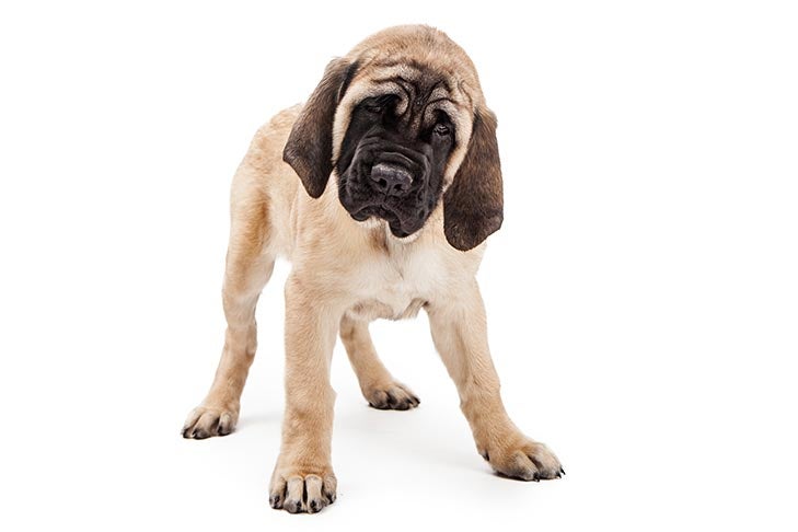 mastiff puppy pictures