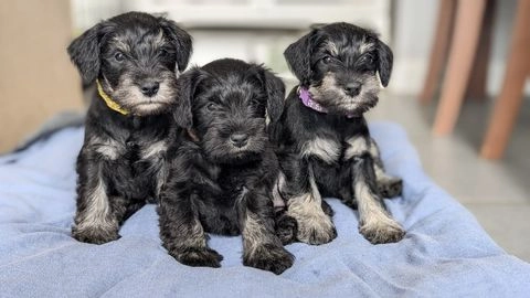 medium schnauzer puppies for sale uk