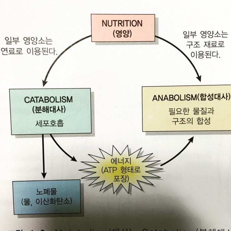 metabolism뜻