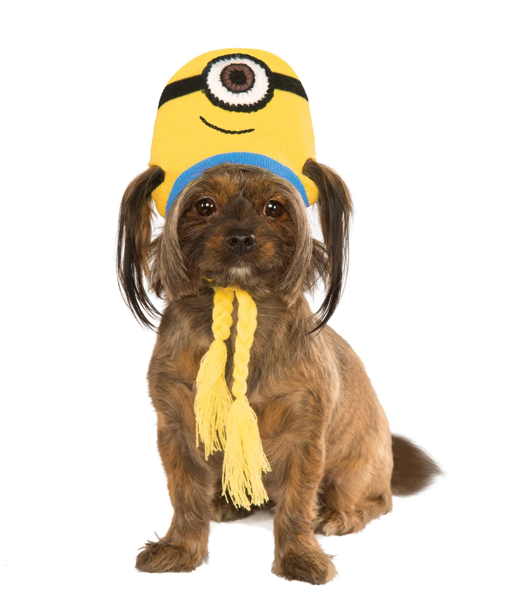 minion dog outfit