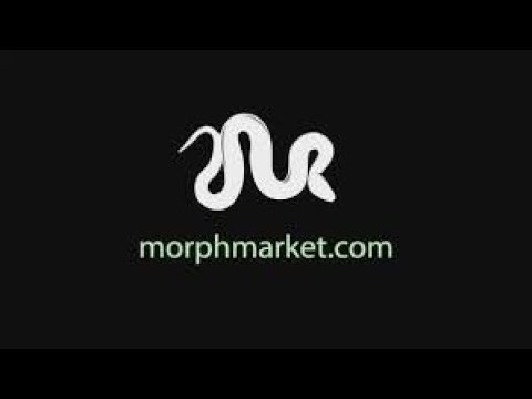 morphmarket