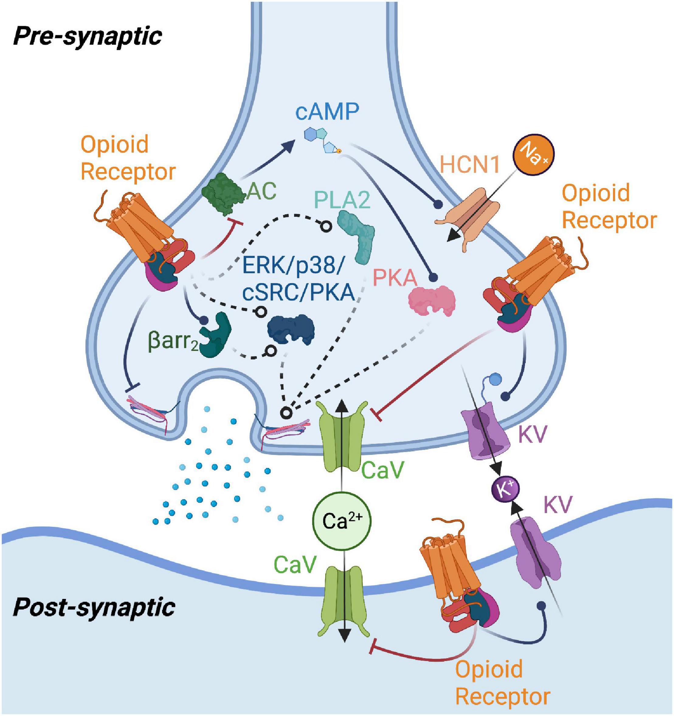 mu opioid receptor