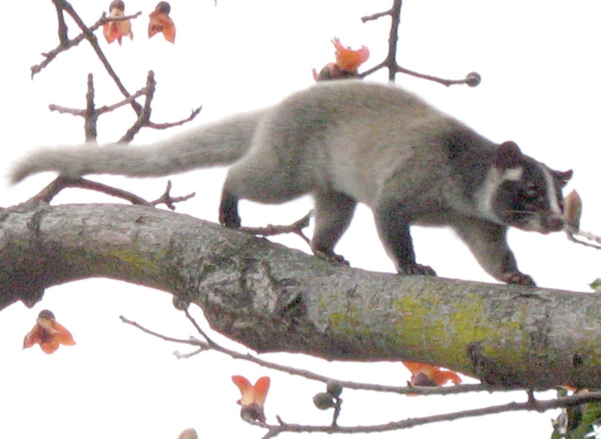 musang bulan