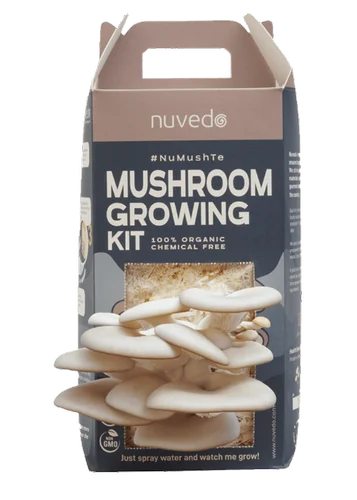 mushroom growing kit india