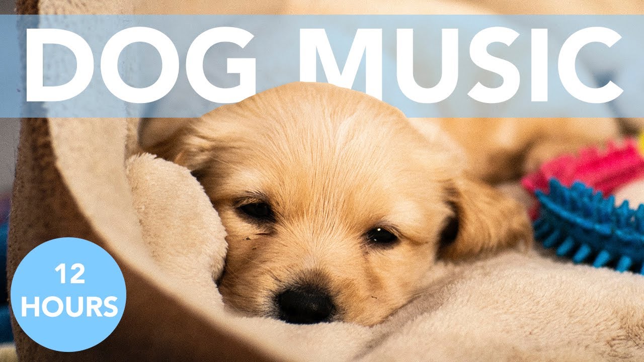 music for anxious dogs