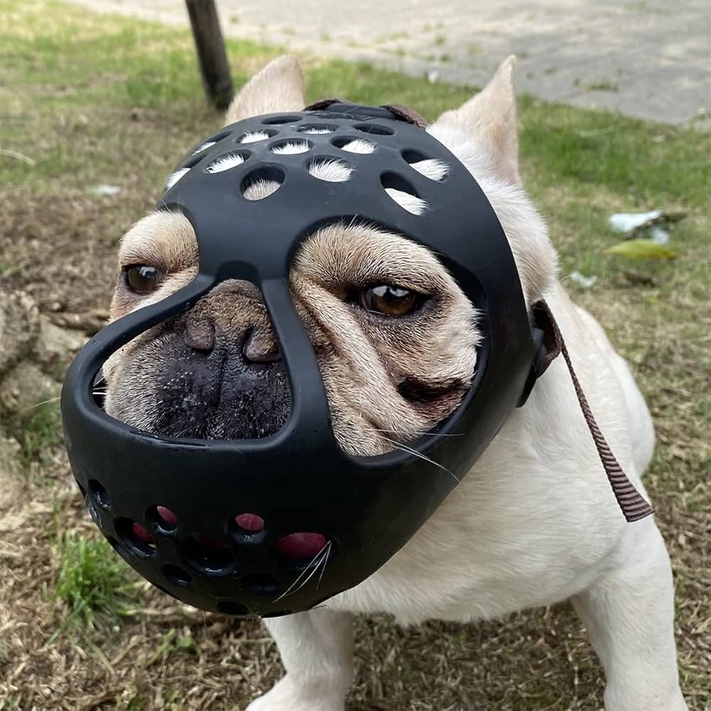 muzzle for a french bulldog