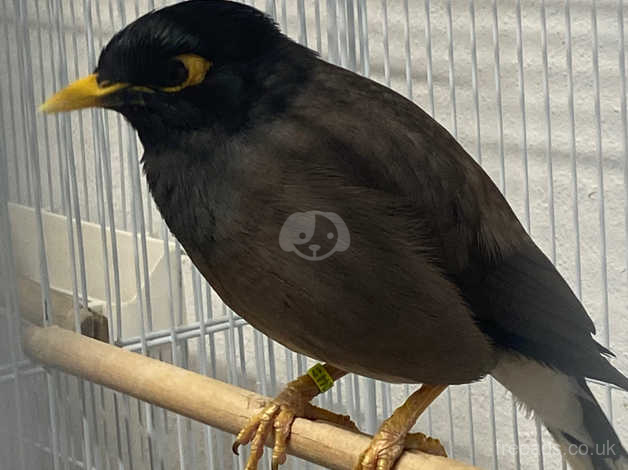 mynah bird for sale