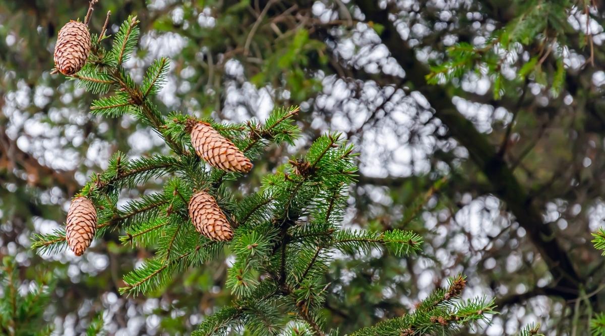 native pine whose name can be doubled