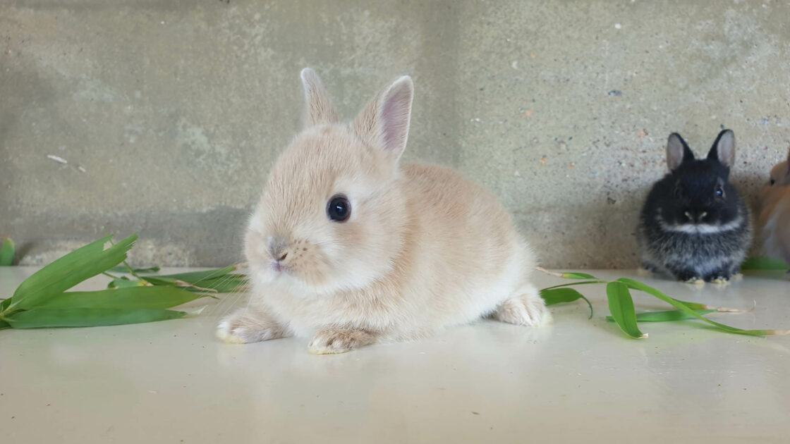 netherland dwarf for sale near me