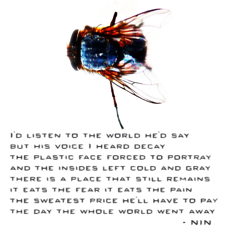 nin the day the world went away lyrics