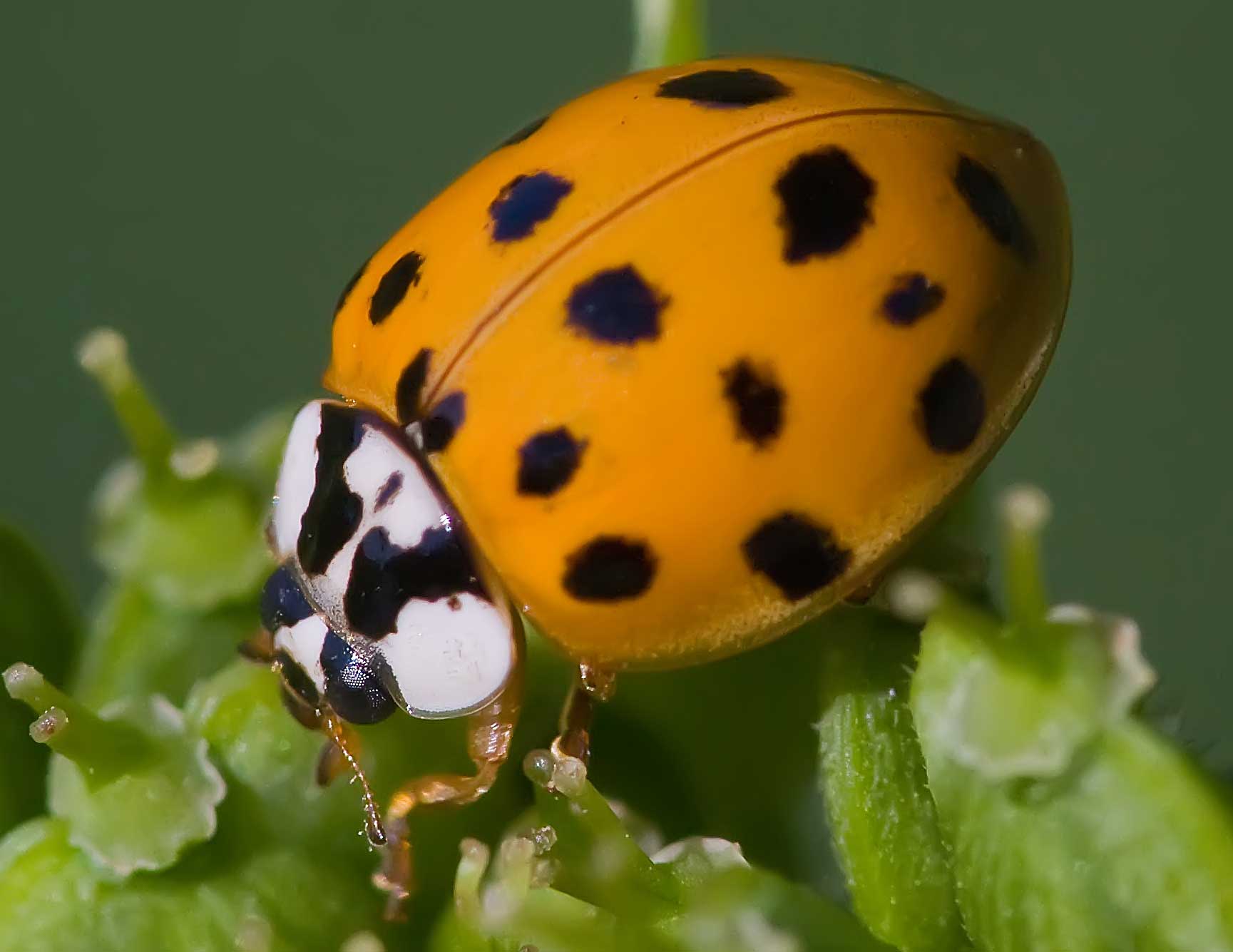 orange ladybirds poisonous