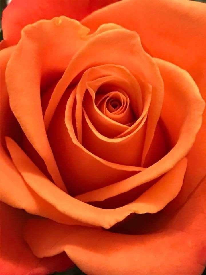 orange rose flower photos