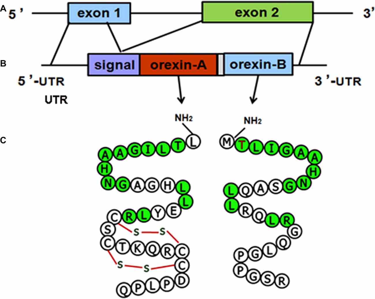 orexin