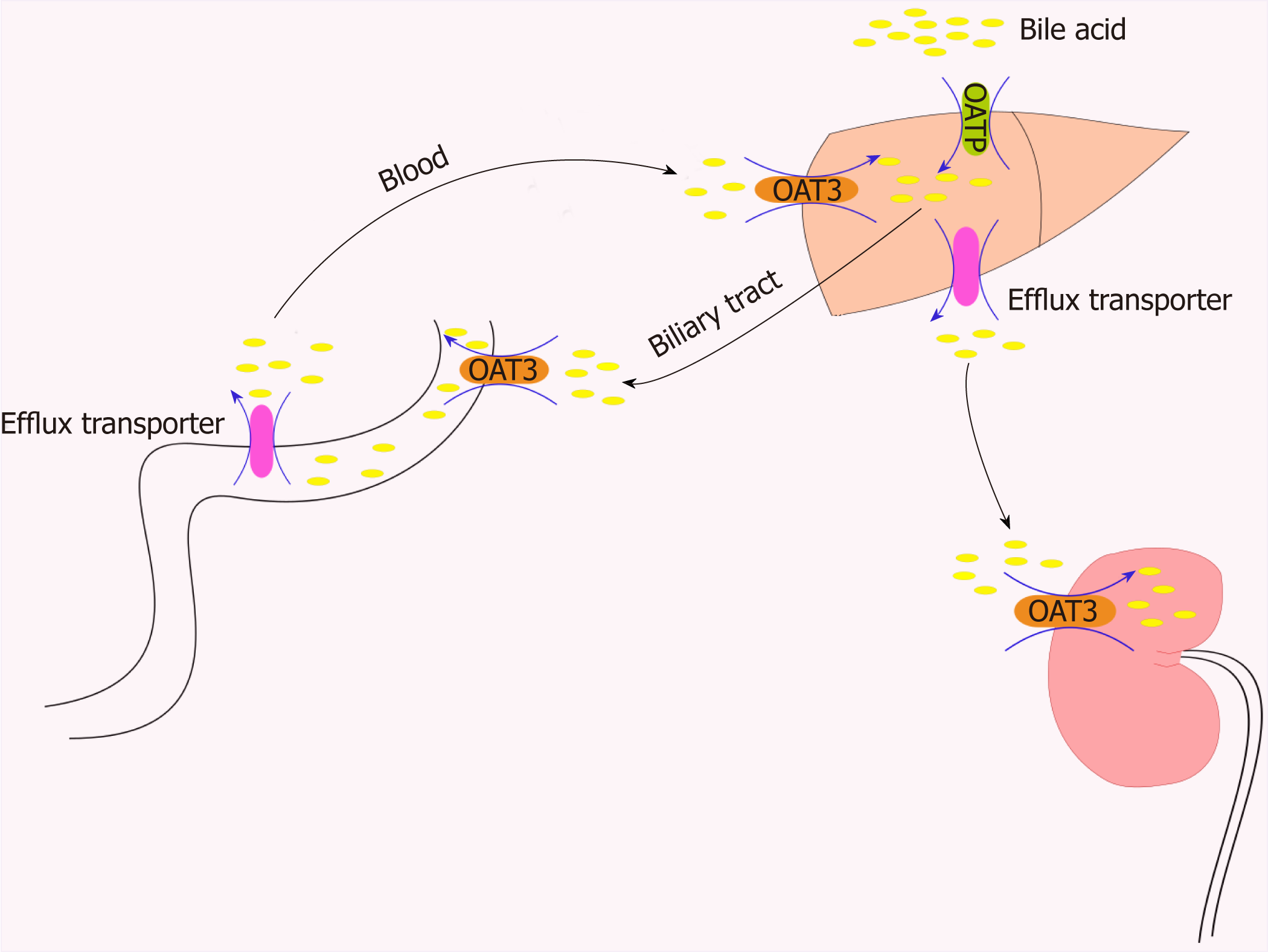 organic anion transporter