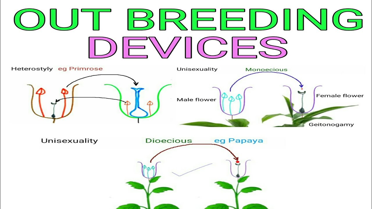 outbreeding devices class 12