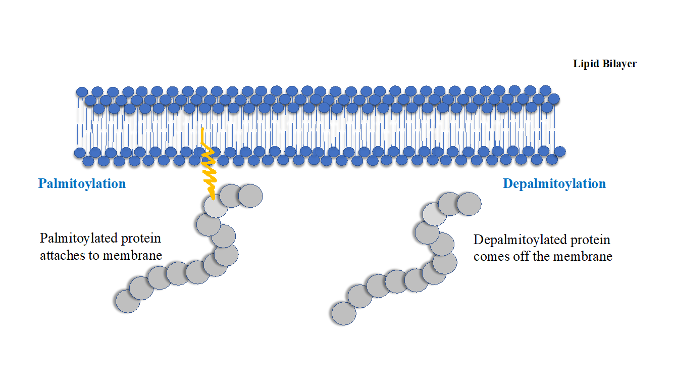 palmitoylation
