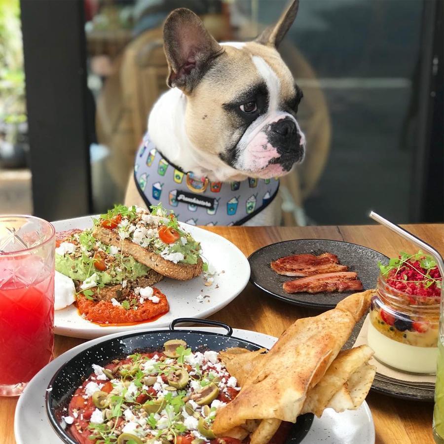 pet friendly restaurants near me