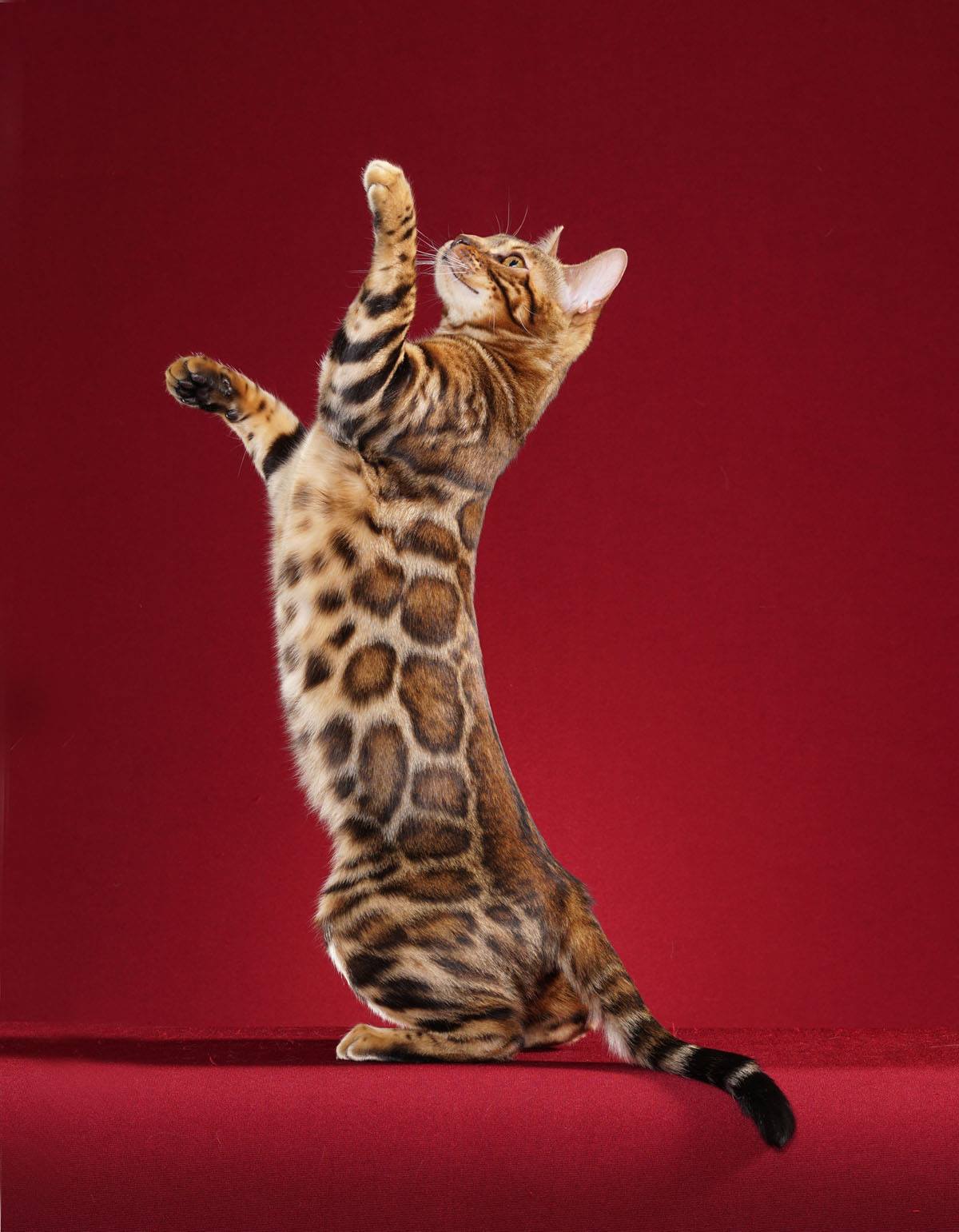 pics of a bengal cat