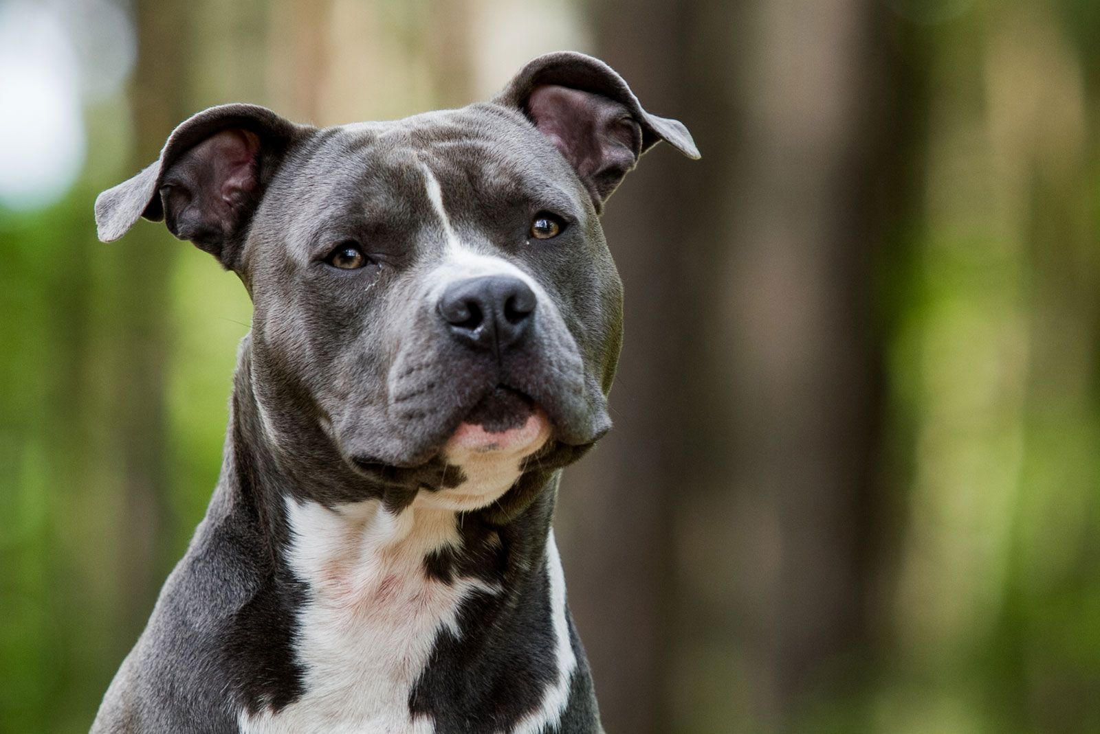 pictures of staffordshire terriers