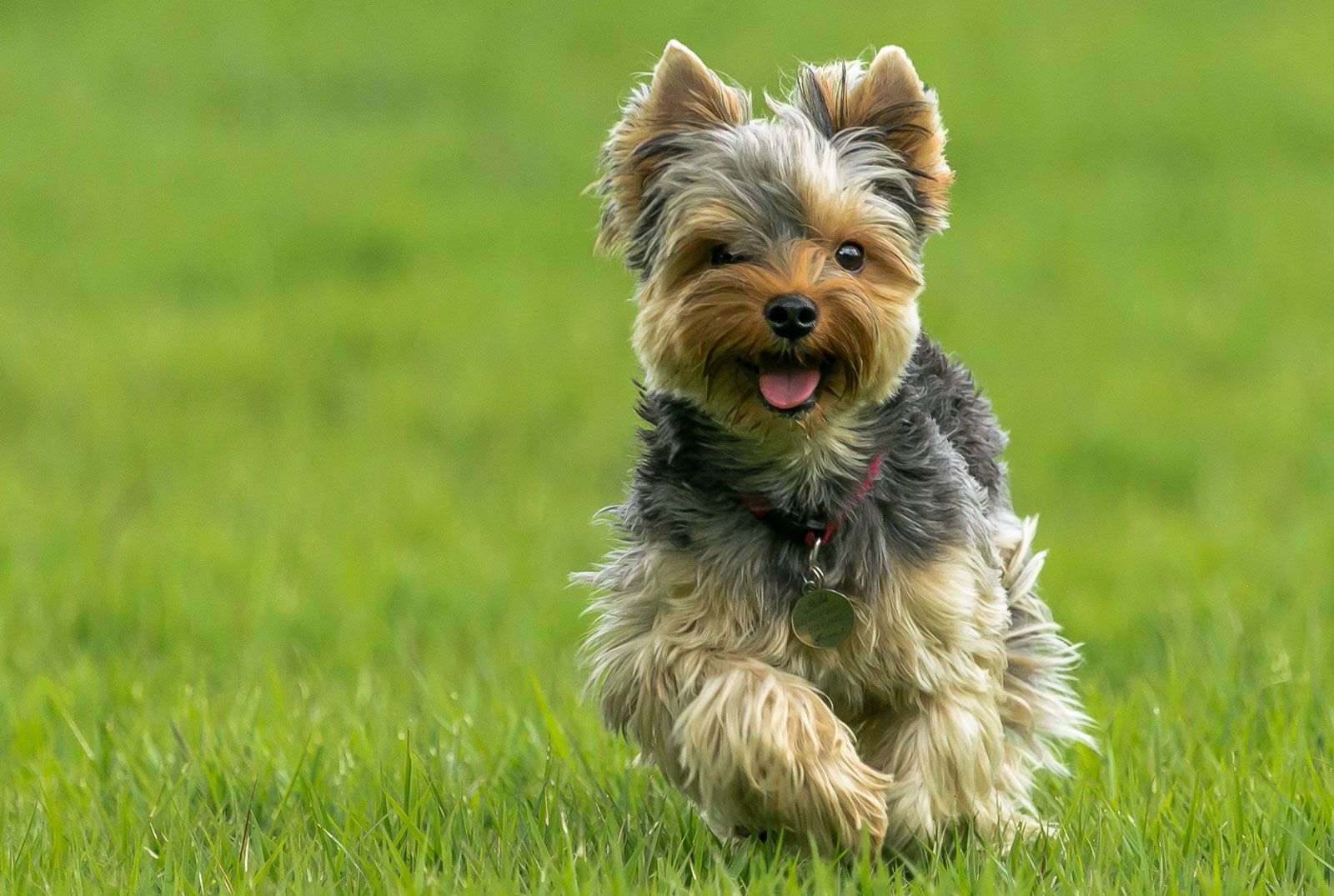 pictures of yorkshire terrier dogs