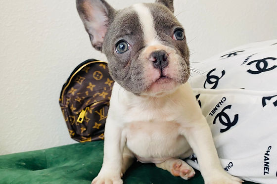 piebald frenchies