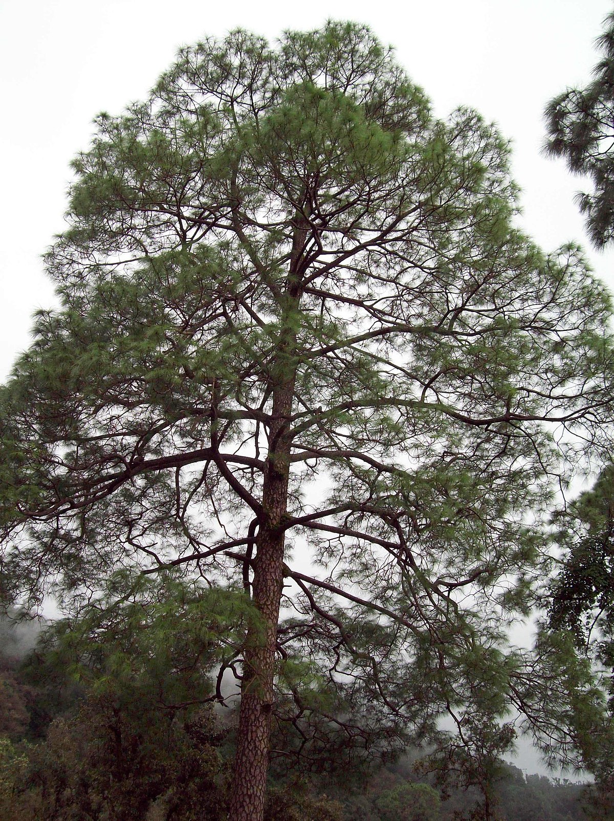 pine wood in telugu