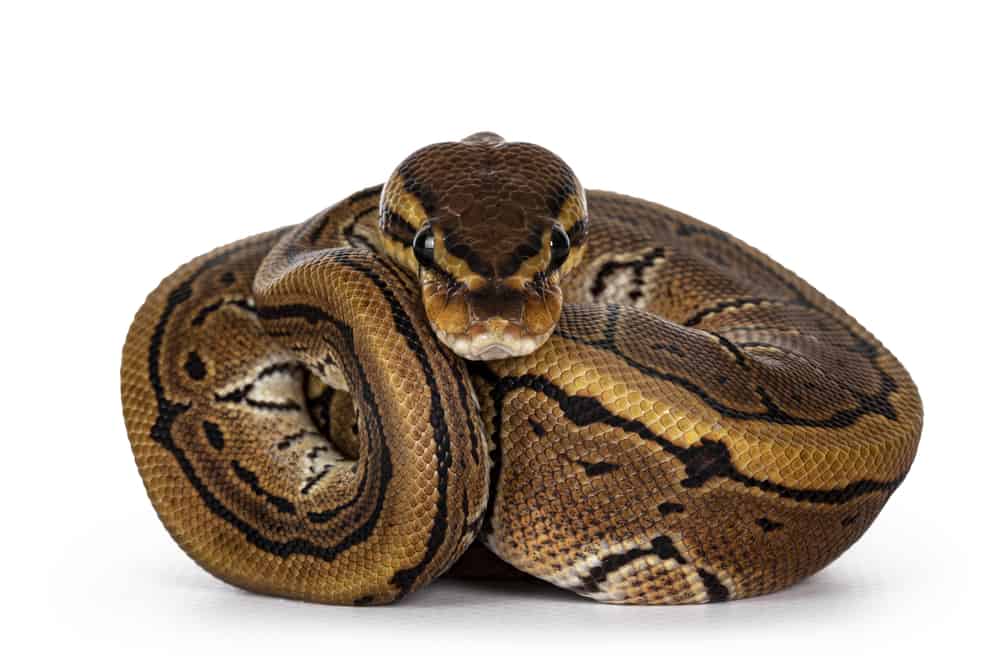 pinstripe ball python